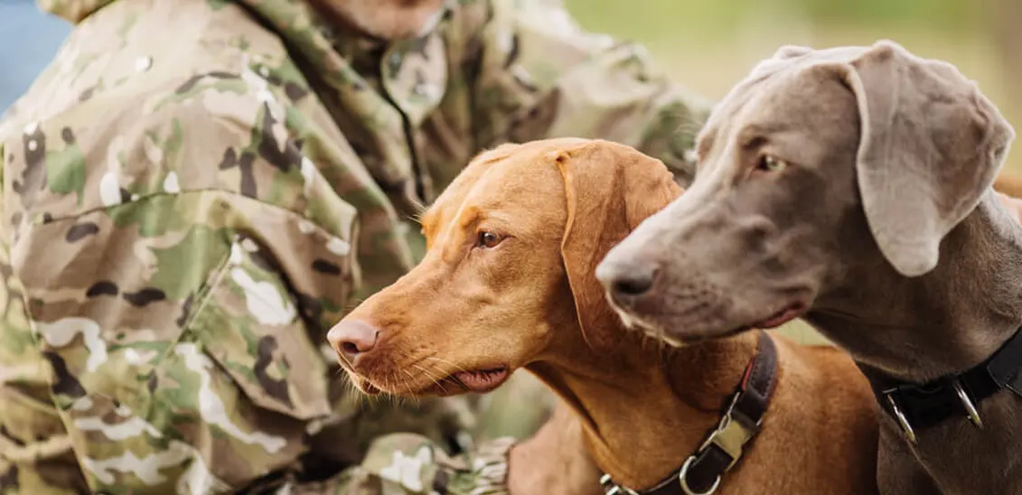 Chiens-de-chasse